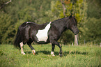 trotting Shetland Pony
