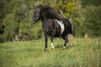 trotting Shetland Pony