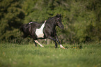 galloping Shetland Pony