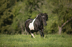 galloping Shetland Pony