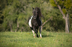 galloping Shetland Pony