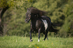 galloping Shetland Pony
