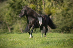galloping Shetland Pony