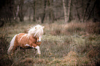 galloping Shetland Pony