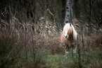 standing Shetland Pony