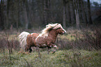 galloping Shetland Pony