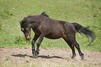 galopping Shetland Pony