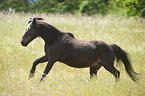 galopping Shetland Pony