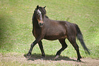 trotting Shetland Pony
