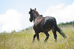 trotting Shetland Pony
