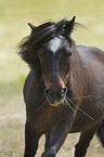 Shetland Pony