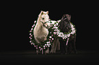 2 Shetland Ponies