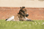 Shetland Pony foal