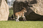 Shetland Pony foal