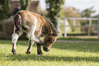 Shetland Pony foal