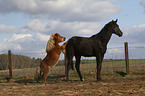2 horses