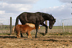 2 horses