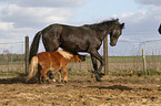 2 horses