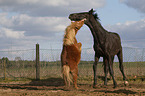 2 horses