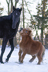 2 horses