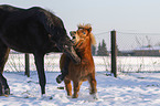 2 horses