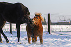 2 horses