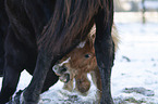 2 horses