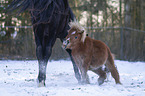 2 horses