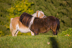 2 Shetland Ponies