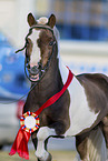 Shetland Pony Portrait