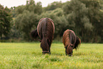 Shetlandpony and Icelandic horse