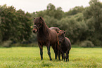 Shetlandpony and Icelandic horse