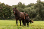 Shetlandpony and Icelandic horse
