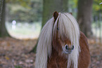 Shetlandpony