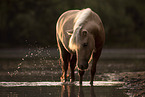 Shetland Pony mare
