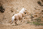Shetland Pony mare