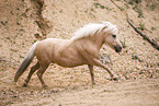 Shetland Pony mare