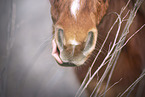 Shetlandpony in high grass
