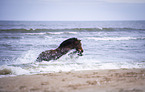 Shetlandpony