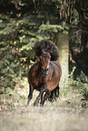 Shetlandpony