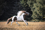 Shetlandpony
