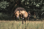 Shetlandpony