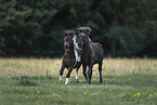 Shetlandpony
