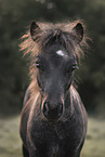 Shetlandpony