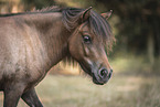 Shetlandpony