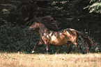 Shetlandpony