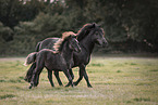 Shetlandpony