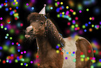 Shetland Pony