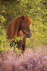 Shetland Pony