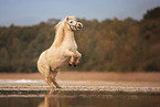 Shetland Pony
